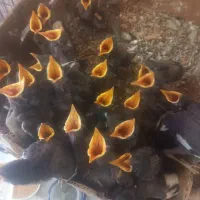 جوجه میناتیغاله موجوده تعدادمحدود