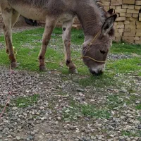 خر الاغ ماده جوان خر گله