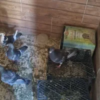 سلام کفترپلاکی مسافتی