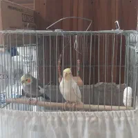 عروس هلندی جفت