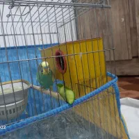 مرغ عشق|پرنده|موگرمون, |دیوار