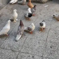 کفتر|پرنده|قم, کیوانفر|دیوار