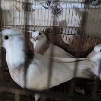 کبوتر|پرنده|قم, چهار مردان|دیوار