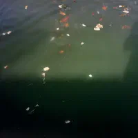 خانه باغ