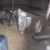 بزنگهداری‌کنید