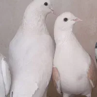 کبوتر کفتر جفت