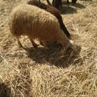دوعدد بره نر