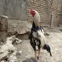 خروس لاری صابونی