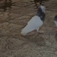 طوق هفت رنگ مست مست