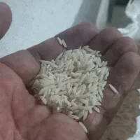 فروش برنج طارم هاشمی