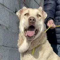 واگذاری سرابی