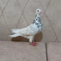 کفتر غریب گیری قابل معاوضه