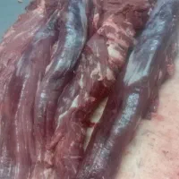 فیله گوساله