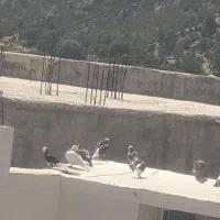 کبوتر|پرنده|لردگان, |دیوار