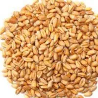 خریداری و فروشی گندم