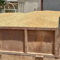 گندم دیم