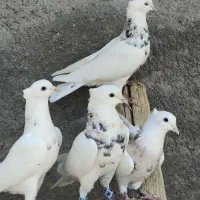 کبوتر طوق