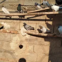 35عدد|پرنده|خواجه, |دیوار