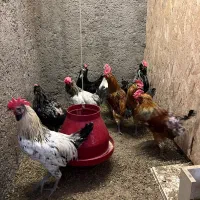 خروس گلین