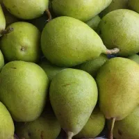 گلابی اسپادانا درجه یک