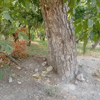 باغ11هزارمترچهاردیوار-شهریار-وحیدیه