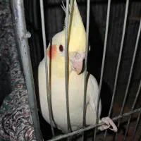 پرنده عروس هلندی