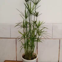 گل‌های زیبا وشاداب