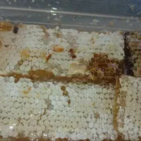 عسل ۱۰۰ درصد طبیعی کوه ، جنگل و مرکبات