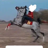 نریان ۶سال کرد