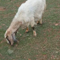بز و بزغاله نر