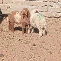 بره ماده