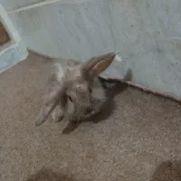 بچه خرگوش لپ