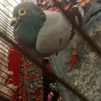 5تا کبوتر