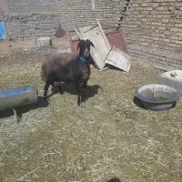 قوچ افشاری