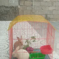 دو عدد خرگوش