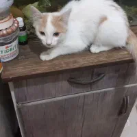 گربه