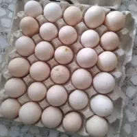 تخم مرغ دو رگه محلی