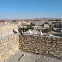 کبوتران پرشی