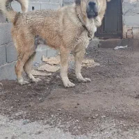 سگ پژدر