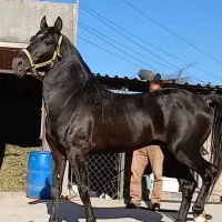فروش اسب