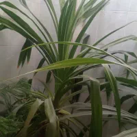 گل طبیعی پاندانوس بزرگ