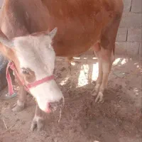 گوساله نر