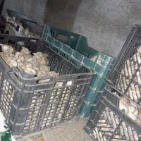 فروش سیر زابل جو