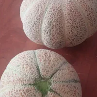 طالبی آذربایجان