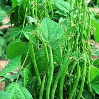 لوبیا سبز اورگانیک