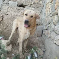 پژدر