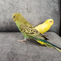 پرنده بازی گوش