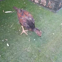 دوعدد جوجه لاری دورگه