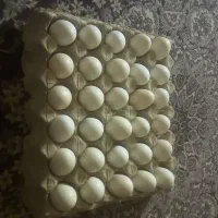 سلام تخم مرغ محلی