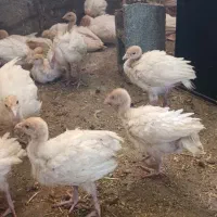 جوجه بوقلمون بیوتی ۲۳روزه وزن پانصد گرم تا ۶۵۰گرم